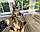 Дівчинка бенгал, ін. 28.10.2020. Бенгальські кошенята з вихованця Royal Cats. Україна, Київ, фото 5