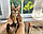 Дівчинка бенгал, ін. 28.10.2020. Бенгальські кошенята з вихованця Royal Cats. Україна, Київ, фото 9