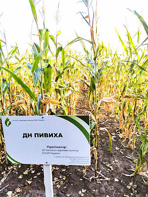 Семена ранней кукурузы ДН Пивиха ФАО 180, фото 2