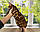 Хлопчик бенгал, ін. 06.11.2020. Бенгальські кошенята з вихованця Royal Cats. Україна, Київ, фото 3