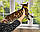 Хлопчик бенгал, ін. 06.11.2020. Бенгальські кошенята з вихованця Royal Cats. Україна, Київ, фото 8