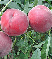 Персик Роял Тайм. Підщепа пуміселект