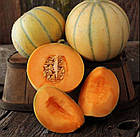Дыня Блонди F1 Италія 10 шт, фото 4