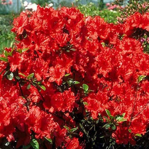 Азалія японська Galathea 4 річна, Азалия японская Галатея, Rhododendron / Azalea japonica Galathea