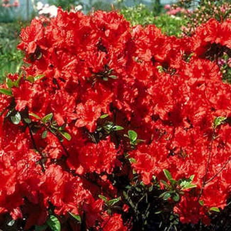 Азалія японська Galathea 4 річна, Азалия японская Галатея, Rhododendron / Azalea japonica Galathea, фото 1