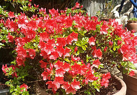 Азалія японська Galathea 4 річна, Азалия японская Галатея, Rhododendron / Azalea japonica Galathea, фото 3