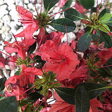 Азалія японська Galathea 4 річна, Азалия японская Галатея, Rhododendron / Azalea japonica Galathea, фото 6