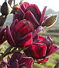 Магнолія Genie 3 річна, Магнолия гибридная Джени, Magnolia Genie, фото 8