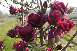 Магнолія Genie 2 річна, Магнолия гибридная Джени, Magnolia Genie, фото 5