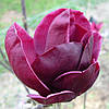 Магнолія Genie 3 річна, Магнолия гибридная Джени, Magnolia Genie, фото 6