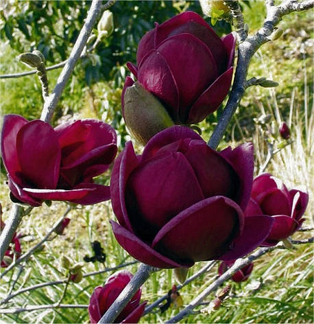 Магнолія Genie 2 річна, Магнолия гибридная Джени, Magnolia Genie, фото 1