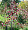 Магнолія Genie 3 річна, Магнолия гибридная Джени, Magnolia Genie, фото 9