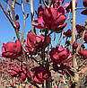 Магнолія Genie 2 річна, Магнолия гибридная Джени, Magnolia Genie, фото 10