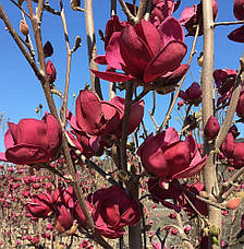 Магнолія Genie 3 річна, Магнолия гибридная Джени, Magnolia Genie, фото 2