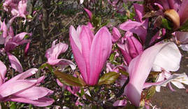 Магнолія Ricki 80-100см, Магнолія гібридна Ріккі, Magnolia Ricki, фото 3