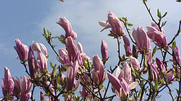 Магнолія Ricki 80-100см, Магнолія гібридна Ріккі, Magnolia Ricki, фото 5