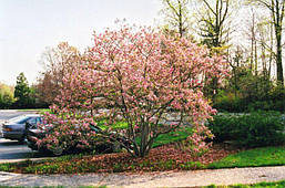 Магнолія Ricki 80-100см, Магнолія гібридна Ріккі, Magnolia Ricki, фото 4