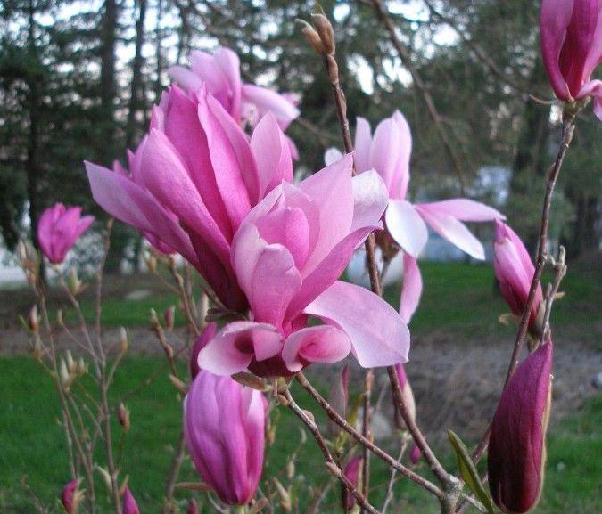 Магнолія Ricki 80-100см, Магнолія гібридна Ріккі, Magnolia Ricki