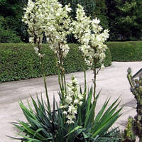 Юка Filamentosa кореневище 2 шт.