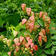 Кельрейтерія волотиста / h 100-120 / Koelreuteria paniculata, фото 3