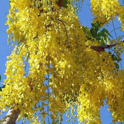 Кельрейтерія волотиста / h 100-120 / Koelreuteria paniculata, фото 2