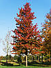 Ліквідамбар смолоносний / h 40-60 / Liquidambar styraciflua, фото 10