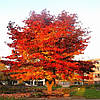 Ліквідамбар смолоносний / h 40-60 / Liquidambar styraciflua, фото 9
