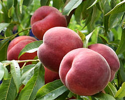 Персик Роял Маджестік. Підщепа пуміселект