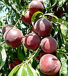 Персик Роял Маджестік. (в). Підщепа алича, фото 2