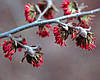 Парротія перська Персіан Спаєр / Parrotia Persian Spire, фото 10