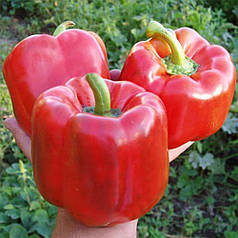 Насіння перцю Геркулес F1 (Hercules F1) Clause 50гр