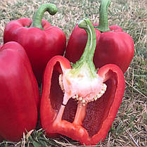 Насіння солодкого перцю Крімсон Кінг F1 (Crimson King F1) Hazera 1000, фото 5