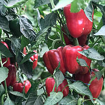 Насіння солодкого перцю Крімсон Кінг F1 (Crimson King F1) Hazera 1000, фото 3