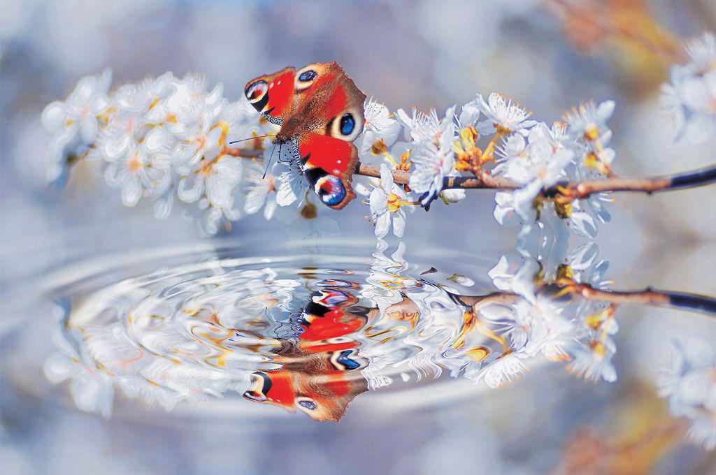 Фотошпалери флізелінові 3D квіти 416x254 см Метелик і хвилі (013VEXXXL) Найкраща якість, фото 1