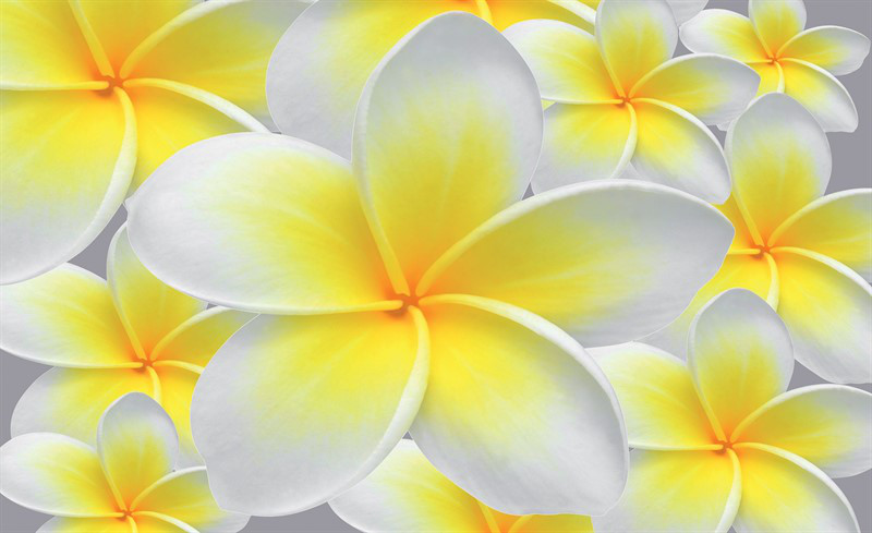 Фотошпалери флізелінові 3D квіти 368х254 см Жовта плюмерія (033V8) Найкраща якість, фото 1