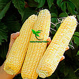 Насіння Кукурудзи ДН ДНІПРО ФАО 300 (23,8кг) 2019р.у. Югагросервіс, фото 2