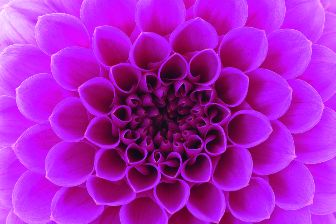 Фотошпалери флізелінові 3D Квіти 375х250 см Рожевий жоржин (MS-5-0132) Найкраща якість, фото 1