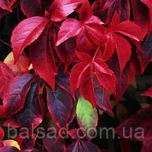 Дівочий виноград Енгельмана / Parthenocissus Еngelmannii, фото 3