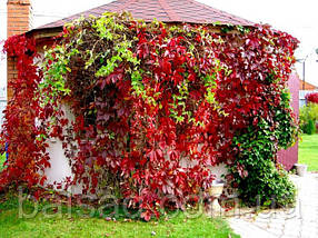 Дівочий виноград Енгельмана / Parthenocissus Еngelmannii, фото 4