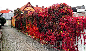Дівочий виноград Енгельмана / Parthenocissus Еngelmannii, фото 5