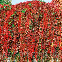 Дівочий виноград Енгельмана / Parthenocissus Еngelmannii, фото 6