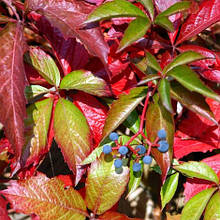 Дівочий виноград Енгельмана / Parthenocissus Еngelmannii