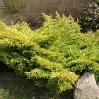 Ялівець середній Old Gold С2