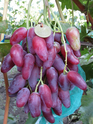 Виноград Дубівський рожевий