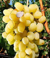 Саджанці винограду Конвалія