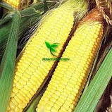Насіння кукурудзи АМАРОК 300 (ФАО 330), ВНІС, фото 5