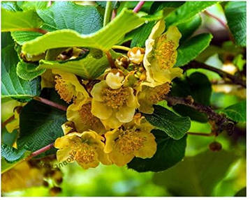 Актинідія делікатесна / Ківі Atlas (чоловічий сорт) 2 річна, Актинідія делікатесна / Ківі Атлас, Actinidia, фото 2