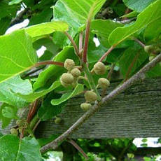 Актинідія делікатесна / Ківі Atlas (чоловічий сорт) 2 річна, Актинідія делікатесна / Ківі Атлас, Actinidia, фото 4