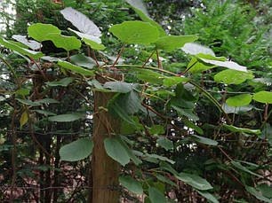 Актинідія делікатесна / Ківі Atlas (чоловічий сорт) 2 річна, Актинідія делікатесна / Ківі Атлас, Actinidia, фото 3