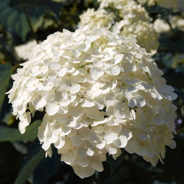 Гортензія деревоподібна Хіллс оф Сноу (Hydrangea arborescens Hills of Snow) Р9